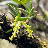 Octarrhena parvula Thwaites